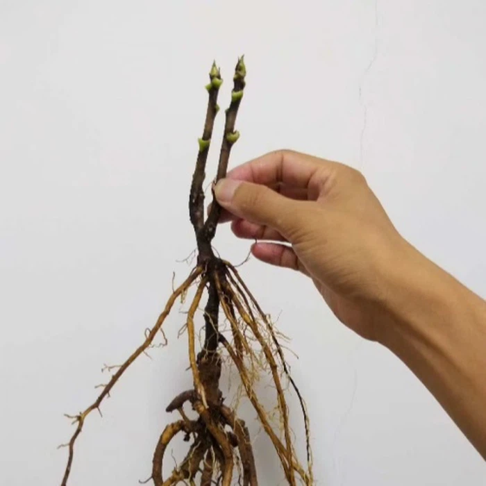 2 Branch Peony 2 Branch Peony