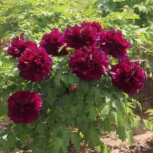 Black Lady Peony