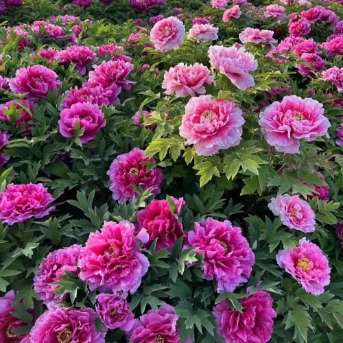 Field Grown Tree Peony