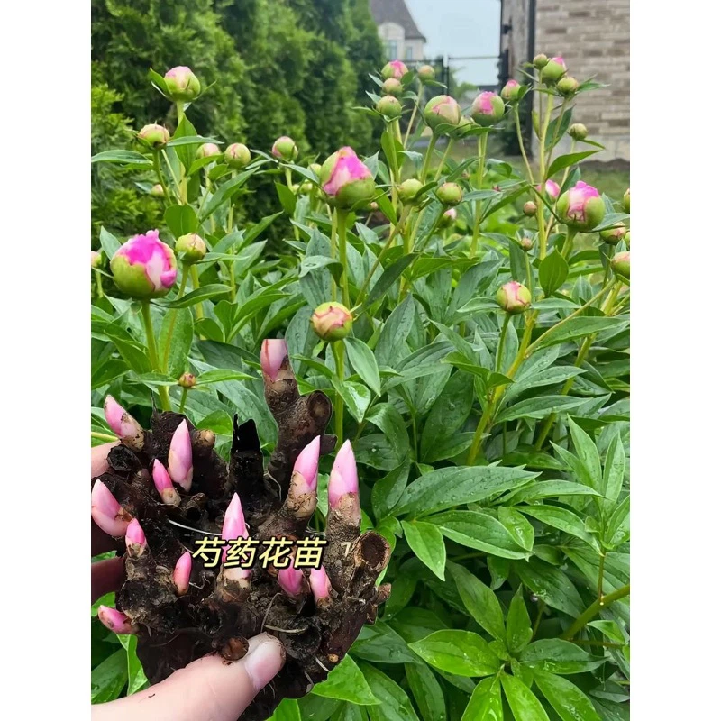 Pink Peony Seedlings