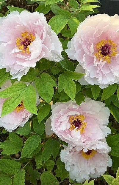 product-400-620 product-400-620