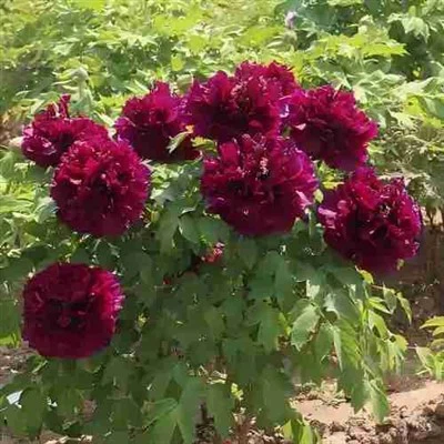 Black Lady Peony