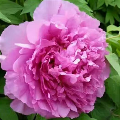 Blue Tree Peony