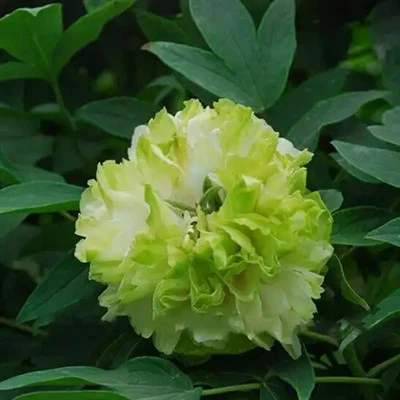 Green Screen Hidden Jade Peony