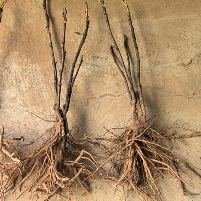 High-quality Peony Seedlings