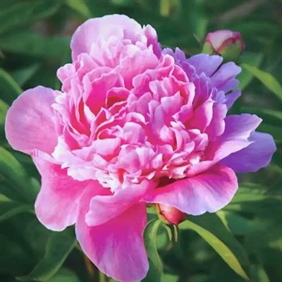 Multiple Color Peony Seedlings