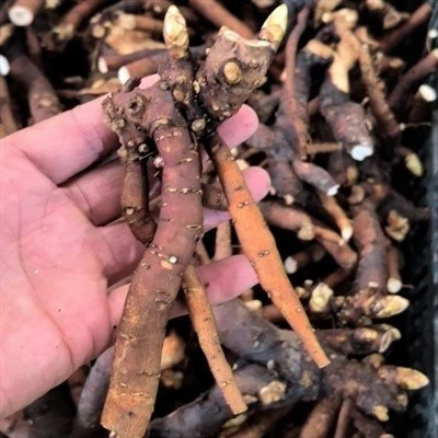 Ornamental Peony Seedlings
