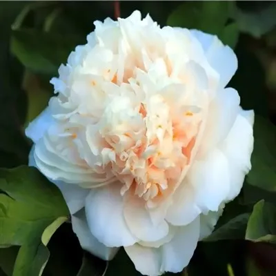 Paeonia Suffruticosa "Yao Huang"