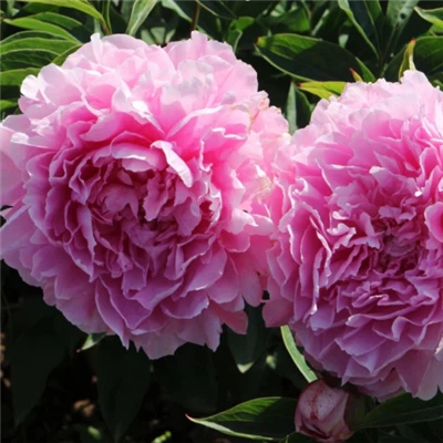 Powder Blue Peony Seedlings