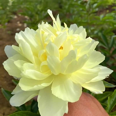 Yellow Peony Seedlings