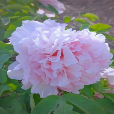 Zhaofen Peony