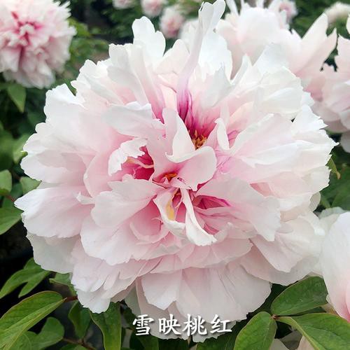 Snow Reflects Peach Blossoms And Peonies