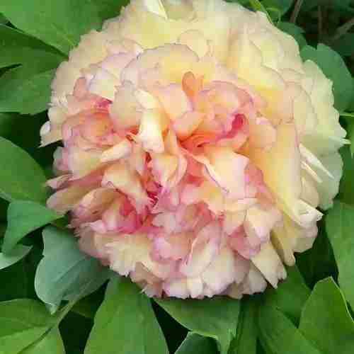 Yellow Tree Peony